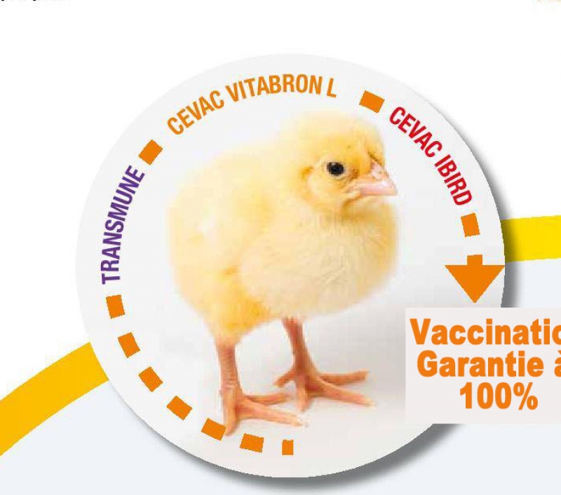 poussin_vacciné